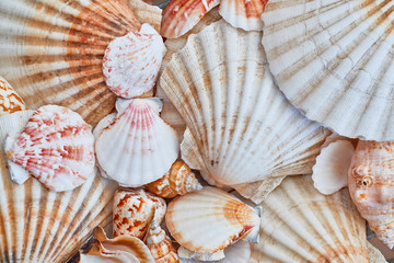 Sea shells background - macro shot of beautiful seashells.