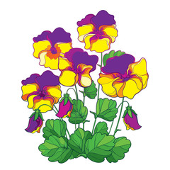 Vector bouquet with outline yellow and purple Pansy or Heartsease or Viola tricolor flower and green leaf isolated on white background. Lilac Pansy flower in contour style for summer design.