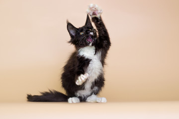 black and white maine coon kitten on a beige background