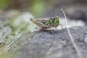 Green grasshopper sits on a stone, macro photo.