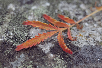Orange leaf on a stone, macro photo.