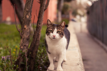 Tabby Street Cat on the Wall