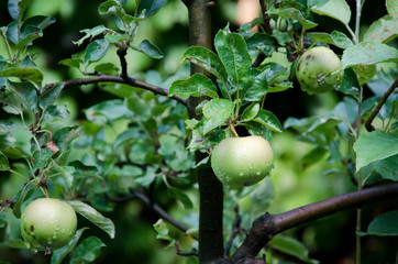 fresh green apples on tree with drops of rain in organic garden close up 