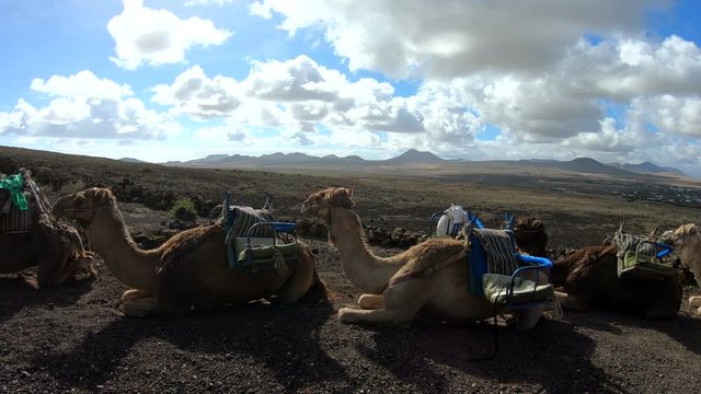 Kamele, Dromedare, Lastentr&auml;ger, Fuerteventura, Vulkanlandschaft, Tourismus, Kanaren, 4K