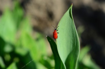 the beetle crawls on the sheet