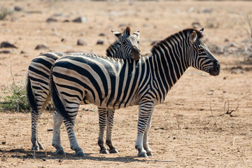 Fototapeta na wymiar Zebra Hug