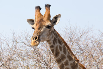 portrait of giraffe head