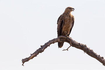 Tawny Eagle