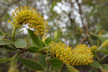 Wiosna - żółte bazie kotki na wierzbie © Iwona