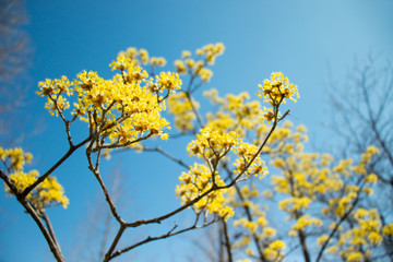 Fototapeta premium The yellow spring flowers, Cornelian cherry flowers.