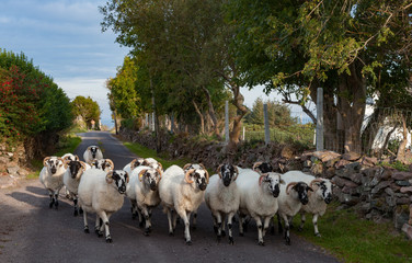herd of sheep on the road in County Kerry, Ireland