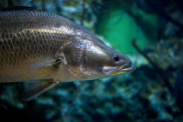 River fish close-up.