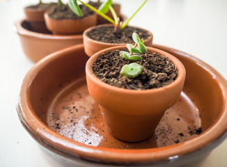 Propagating succulents in small terracotta pots