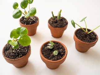 Propagating succulents in small terracotta pots