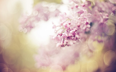Background with branches of the blossoming lilac