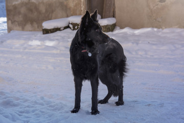 A young black long fur German Shepard dog running around in a sunny winter day pet happiness canine playful