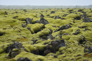 Mossy lava Field