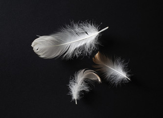 Three white bird feathers on black paper background. Flat lay.