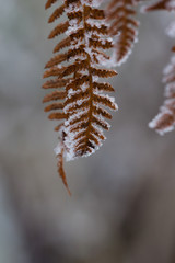 CLoseup of frost on a fern