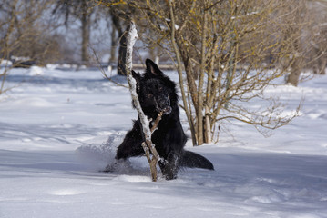 A young black long fur German Shepard dog running around in a sunny winter day pet happiness canine playful