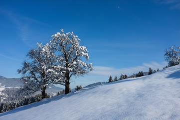 Snow covered trees on a snow covered meadow in winter