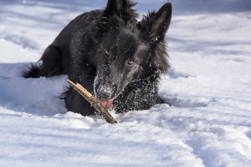 A young black long fur German Shepard dog running around in a sunny winter day pet happiness canine playful