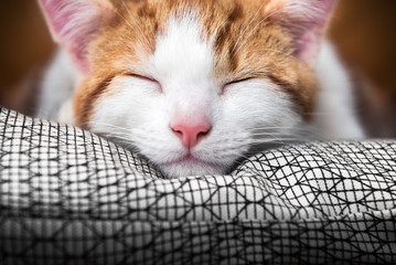Kitten sleeping on a big luxurious cushion