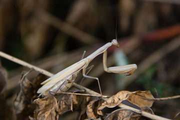 Mantis sitting carmouflaged on a dead branch