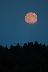 Slightly red colored moon rising behind trees in Sweden, high format © Marco