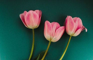 Three pink tulips