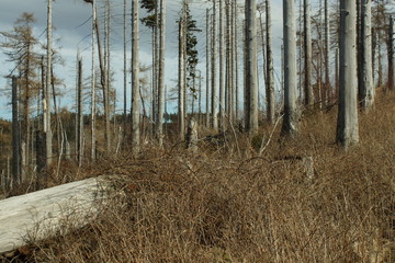 Tote Bäume auf dem Berg