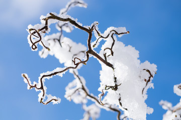 Obraz premium Twisted branch of corylus avellana covered in snow in broad daylight