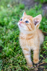 Naklejka na ściany i meble little kitten walks along the grass and looks up