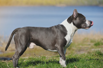 Blue staffordshire terrier for a walk