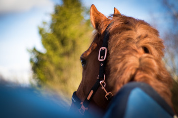 Horse / Desire