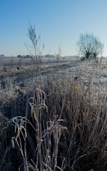 willows growing on the edge of the field with frozen grasses and blue sky on a sunny day