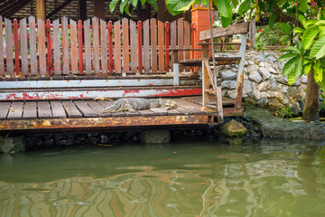 Fototapeta na wymiar Outdoor view of reptile resting in a porche of a floating house on Bangkok