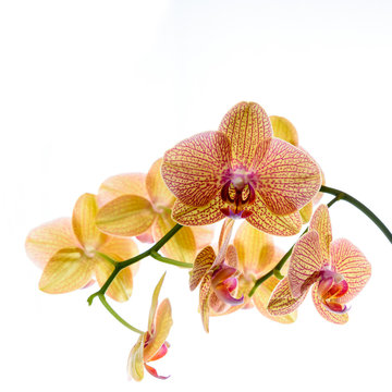 Gelbe geaderte Orchidee isoliert vor wei&szlig;em Hintergrund