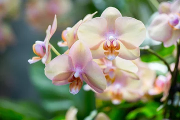 Gordijnen Orchidee Close-up orchideeën  © Phase4Photography