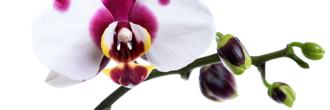 Gefleckte wei&szlig;e Orchidee isoliert - Banner