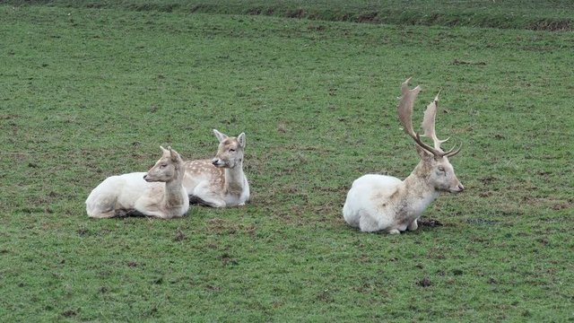 Fallow Deer  dama dama )
