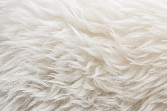 White Fur Background Stock Photo, Picture and Royalty Free Image. Image  83406200.