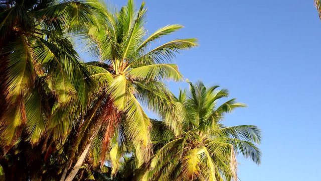 Crowns of coconut palm against the sky
