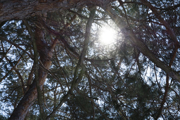 sunlight through the branches of a pine tree