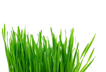 Gras wiese Rasenisoliert freigestellt auf weißen Hintergrund, Freisteller
