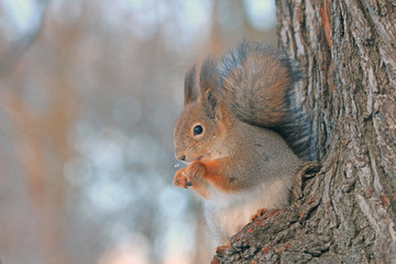a squirrel on a tree in a winter park