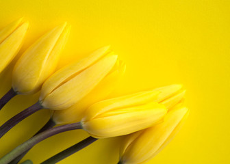 Yellow Fresh Spring Tulips Flowers Concept Woman's day Greeting Card Mother's Day Valentines Yellow Background Natural Light Selective Focus

