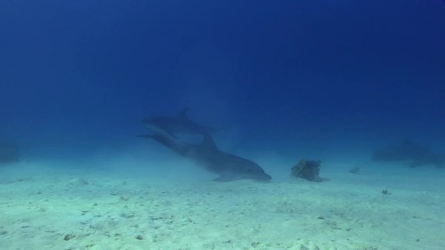 Delfin Kalb spielt und schwimmt