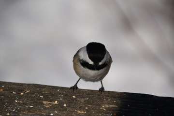 Chickadee Searching for a Meal