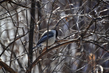 Chickadee in a Tree 1